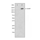 GANP Antibody